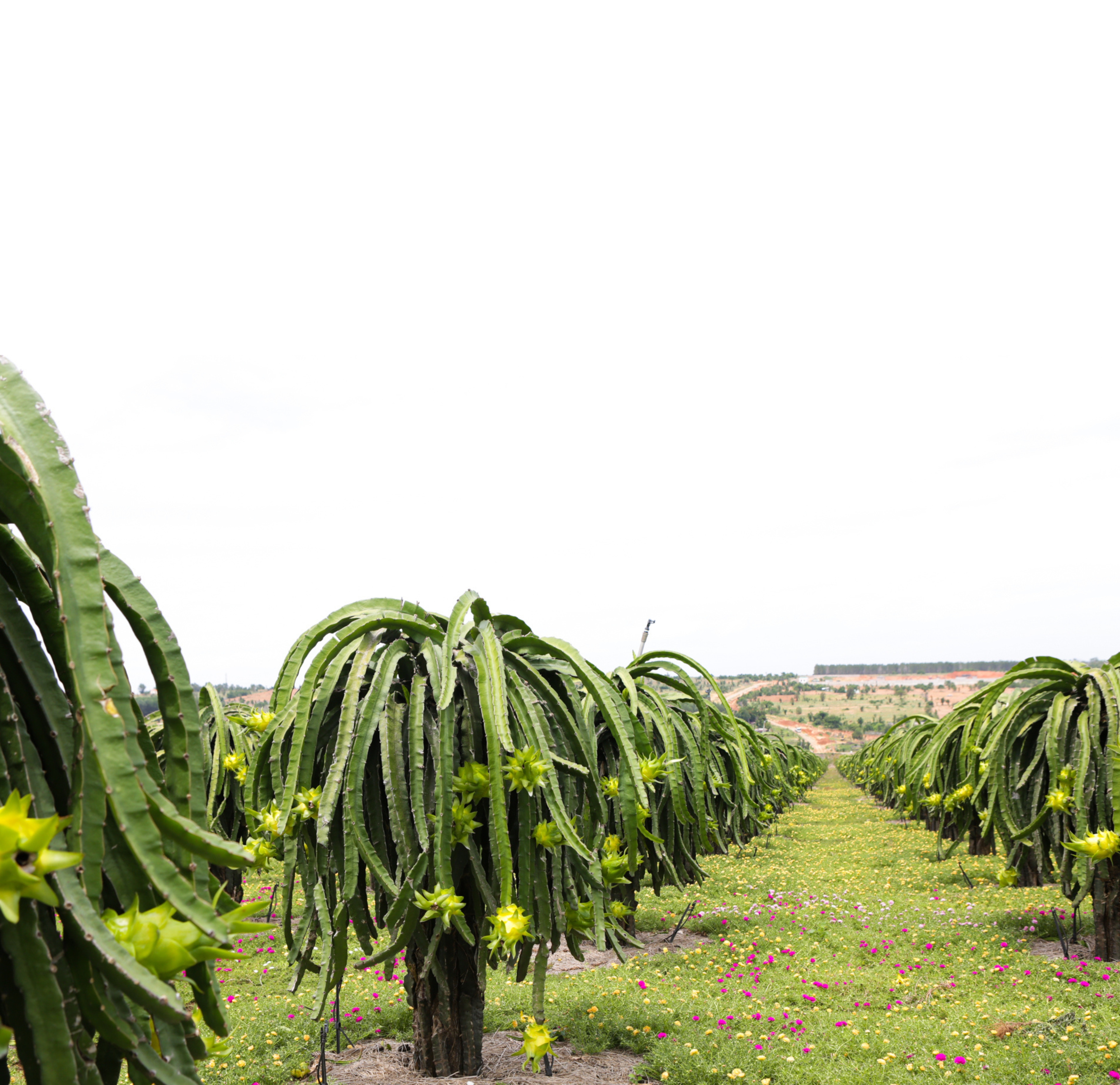 Premium Dragon Fruit Farm